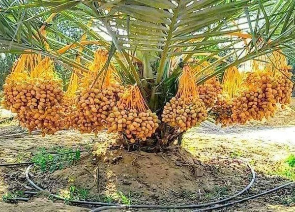 تنسيق حدائق