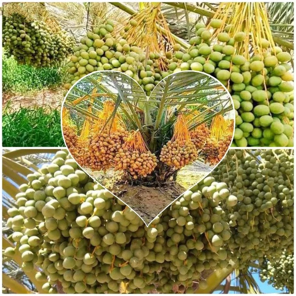 تنسيق حدائق